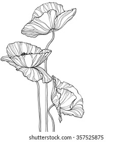 Hand drawn poppies isolated on white background vintage sketch line