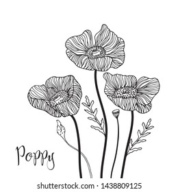 Anemone Flowers Drawing Vector Illustration Line Stock Vector (Royalty ...