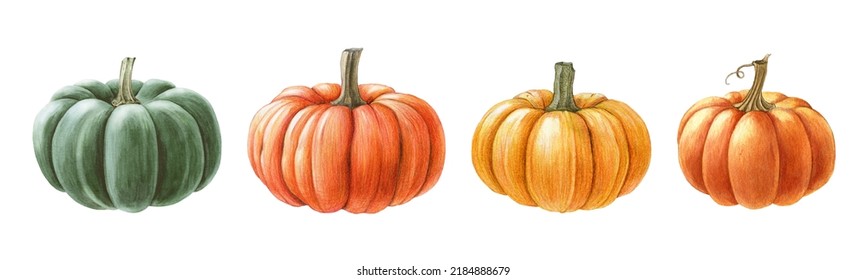 Hand Drawn Pumpkin Watercolor Set. Hand Drawn Illustration. Ripe Orange, Green, Yellow Pumpkins Elements. Farm Organic Autumn Vegetables. White Background