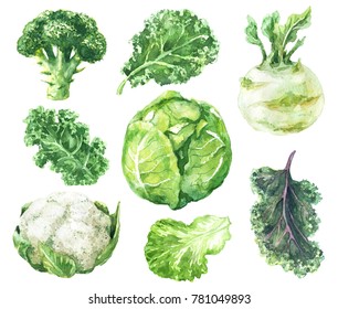 Hand drawn raw food illustration. Watercolor cauliflower, broccoli, kale, kohlrabi and salad leaf isolated on white background. Variety cabbages set.