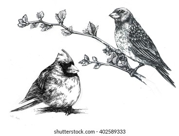 Hand Drawn Realistic Birds Stock Illustration 402589333 | Shutterstock