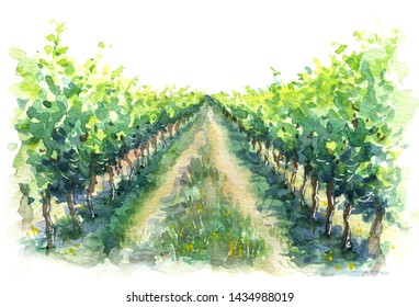 Hand drawn rural scene fragment of vineyard. Grape plant in rows watercolor sketch 