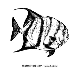 112 Atlantic spadefish Images, Stock Photos & Vectors | Shutterstock