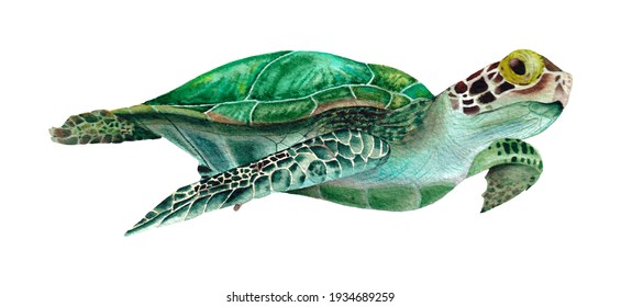 Hand drawn sea turtle  Watercolor illustration the white background 