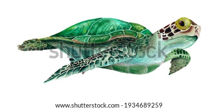 Hand drawn sea turtle. Watercolor illustration on the white background.