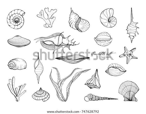 手描きの貝殻コレクション 海藻 珊瑚 ヒトデ 貝のセット 白黒のイラスト のイラスト素材