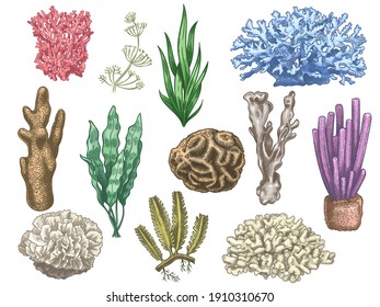 Hand Drawn Seaweeds And Corals. Sea Reef And Aquarium Underwater Plants. Kelp, Algae Marine Weeds Vintage Colored Style Isolated  Set. Illustration Coral Reef Sea, Seaweed Marine