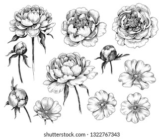 Hand Drawn Set Of Dog-rose And Peony Flower Heads And Buds Isolated On White Background. Pencil Drawing Monochrome Floral Elements In Vintage Style. 