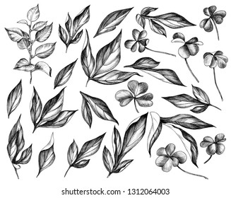Hand drawn set of peony and shamrock leaves isolated on white background. Pencil drawing monochrome floral elements in vintage style. 