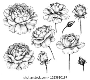 Hand drawn set of rose flower and buds isolated on white background. Pencil drawing monochrome floral elements in vintage style. 