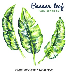 Hand Drawn Set Of Tropical Leaves, Isolated. Bright Artistic Tropic Foliage, Banana Leaf.