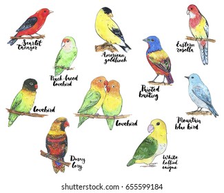 Hand Drawn Set Watercolor Sketch Of Birds Scarlet Tanager American Goldfinch Eastern Rosella Peach Faced Lovebirds Painted Bunting Mountain Bluebird Dusky Lory White Bellied Caique On White Background