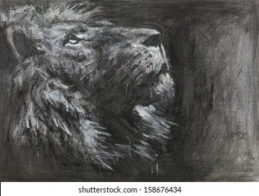 hand drawn side view of lion looking up, charcoal and pastel technique