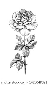 Single Rose Outline Images Stock Photos Vectors Shutterstock Free for commercial use no attribution required high quality images. https www shutterstock com image illustration hand drawn single rose branch flower 1423049321