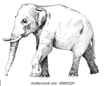 hand drawn sketch of asian elephant illustration done in black ink and isolated on white background