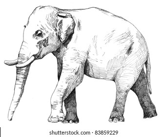 Elephant Sketch Images Stock Photos Vectors Shutterstock