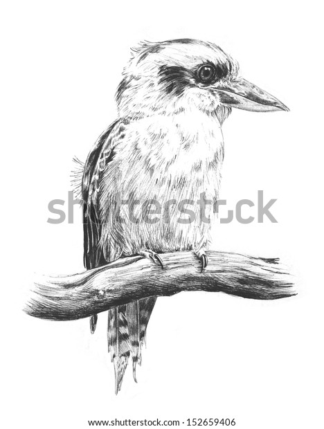 オーストラリア産の野生鳥のイラストを描いた オーストラリア産のカワイイイラストで 大きな目とくちばしを持つオオカブラや 笑うコウカブラの手描きのスケッチ のイラスト素材