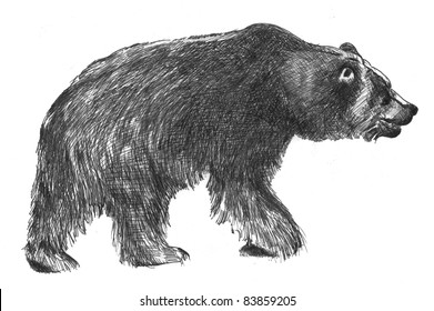 Hand Drawn Sketch Of Big Black Grizzly Bear In Black Ink Isolated On White Background, Ursus Arctos Horribilis