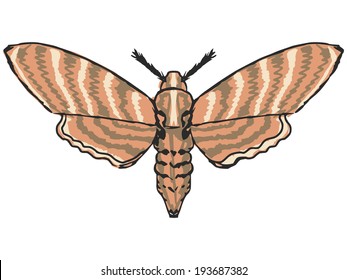 Hand Drawn, Sketch, Cartoon Illustration Of Moth