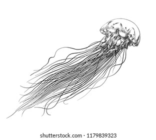 10,148 Jellyfish sketch Images, Stock Photos & Vectors | Shutterstock