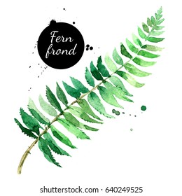 Hand drawn sketch watercolor tropical leaf fern frond. Painted isolated exotic nature illustration
