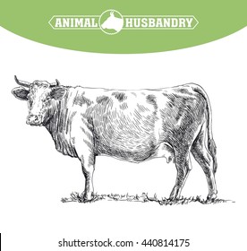 hand drawn sketches of cow on a white background