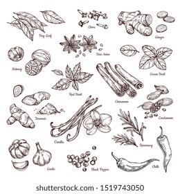 Hand Drawn Spices. Vanilla And Pepper, Cinnamon And Garlic. Sketch Kitchen Herbs Isolated Set