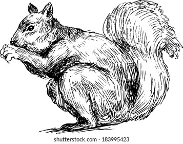 Hand Drawn Squirrel Stock Illustration 183995423 | Shutterstock