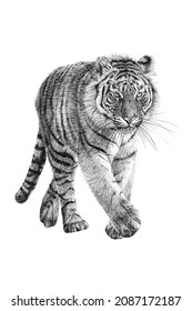 Hand drawn tiger, sketch graphics monochrome illustration on white background (originals, no tracing)