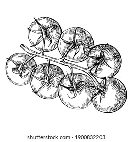 Hand Drawn Top View Of Tomato On Bunch. Sketch Tomato, Brunch