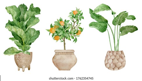 Hand drawn tropical house plants. Modern and elegant home decor. Watercolor design potted flowers. Fiddle leaf fig tree and orange tree illustration isolated on the white background.