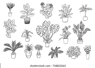 Hand Drawn Tropical House Plants Scandinavian Stock Illustration ...