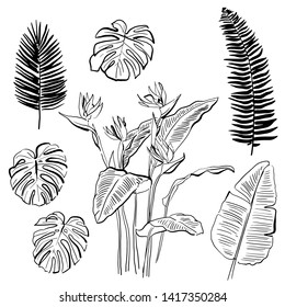 Hand Drawn Tropical Plants and Fruits