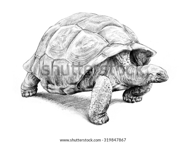 白い背景に細かい鉛筆写しを描いた 大きなガラパゴスの亀の手描きのイラスト 頭を殻から出し 白い背景に歩きます のイラスト素材