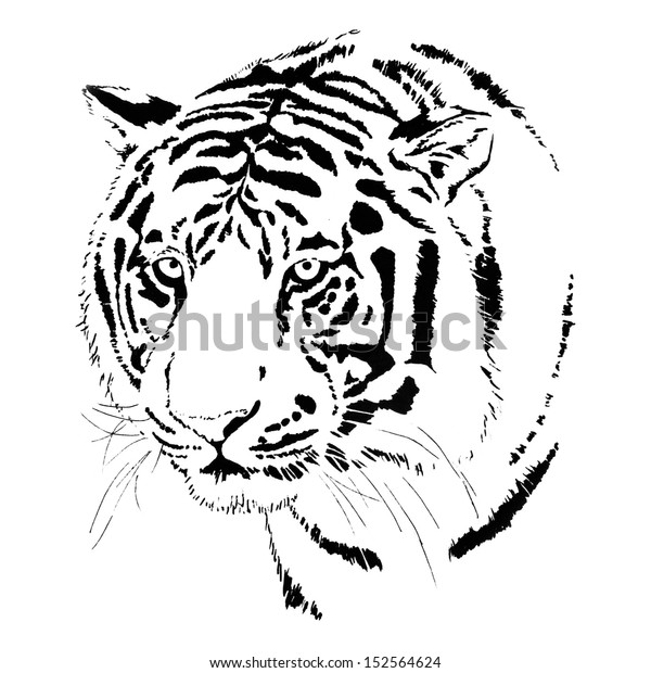 Hand Drawn Vector Fierce Bengal Tiger Stock Illustration 152564624