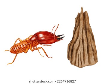 Hand drawn watercolor australian animals. Termite and mound illustration isolated on white background