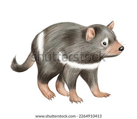 Hand drawn watercolor australian animals. Tasmanian devil illustration isolated on white background