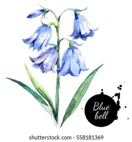 Hand Drawn Watercolor Bluebell Flower Illustration. Painted Bellflower Sketch Botanical Herbs Isolated On White Background 