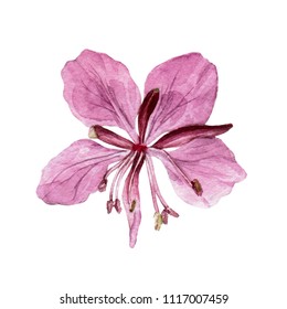 Fireweed Drawing