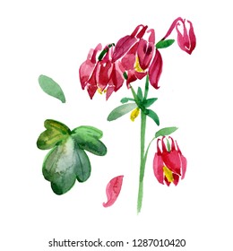 Hand Drawn Watercolor Botanical Illustration Flowers Stock Illustration ...