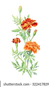 Hand Drawn Watercolor Botanical Illustration Of Marigold Flower. Element For Design Of Invitations, Movie Posters, Fabrics And Other Objects.