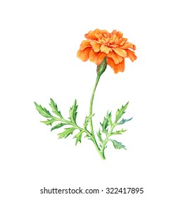 Hand Drawn Watercolor Botanical Illustration Of Marigold Flower. Element For Design Of Invitations, Movie Posters, Fabrics And Other Objects.