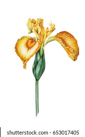 Hand Drawn Watercolor Botanical Illustration Of A Yellow Flower Of Swamp Iris. Element For Design, Fabric, Postcards And Other Objects.