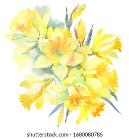 Hand drawn watercolor bouquet with yellow daffodils. Isolated on white background