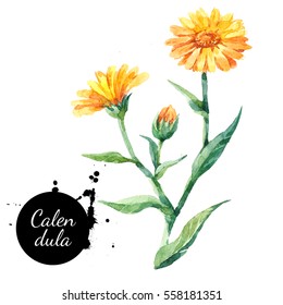 Hand drawn watercolor calendula flower illustration. Painted sketch botanical herbs isolated on white background 