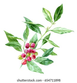 Hand Drawn Watercolor Coffee Plant Branch On White Background