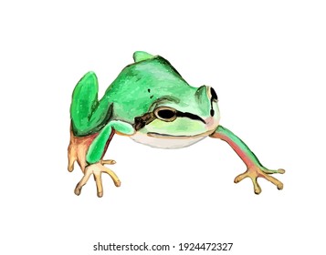 Grenouille Verte Images Stock Photos Vectors Shutterstock