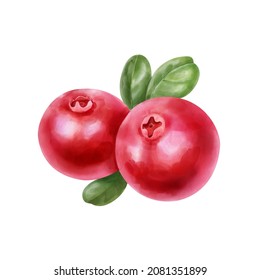 Hand Drawn Watercolor Cranberry With Green Leaves Isolated On White Background.