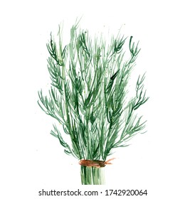 Hand Drawn Watercolor Dill Illustration 