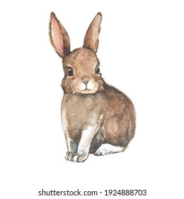 Hand Drawn Watercolor Easter Bunny Rabbit Illustration